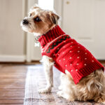 Pies w czerwonym sweterku czeka na spacer
